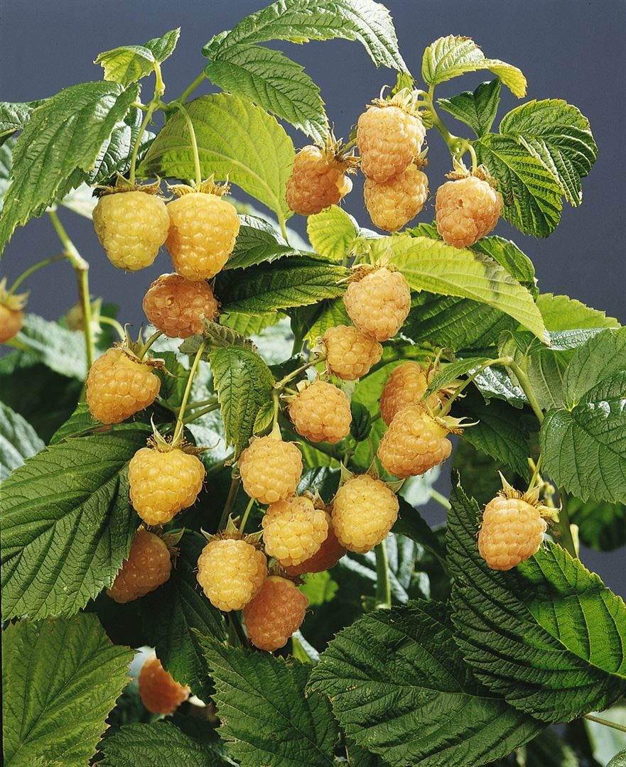 Rubus idaeus 'Golden Queen', Himbeere, gelbfruchtig, 30&ndash;40 cm 