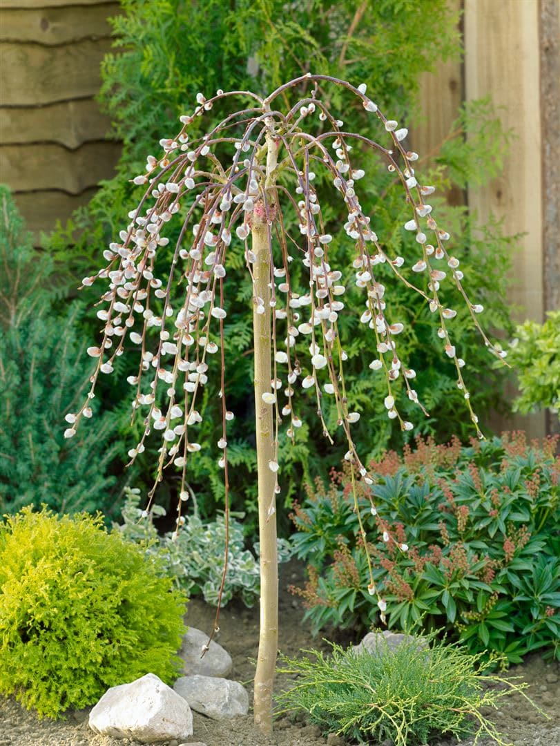 Salix caprea 'Pendula', K&auml;tzchenweide, h&auml;ngend, 150 cm Stammh&ouml;he 