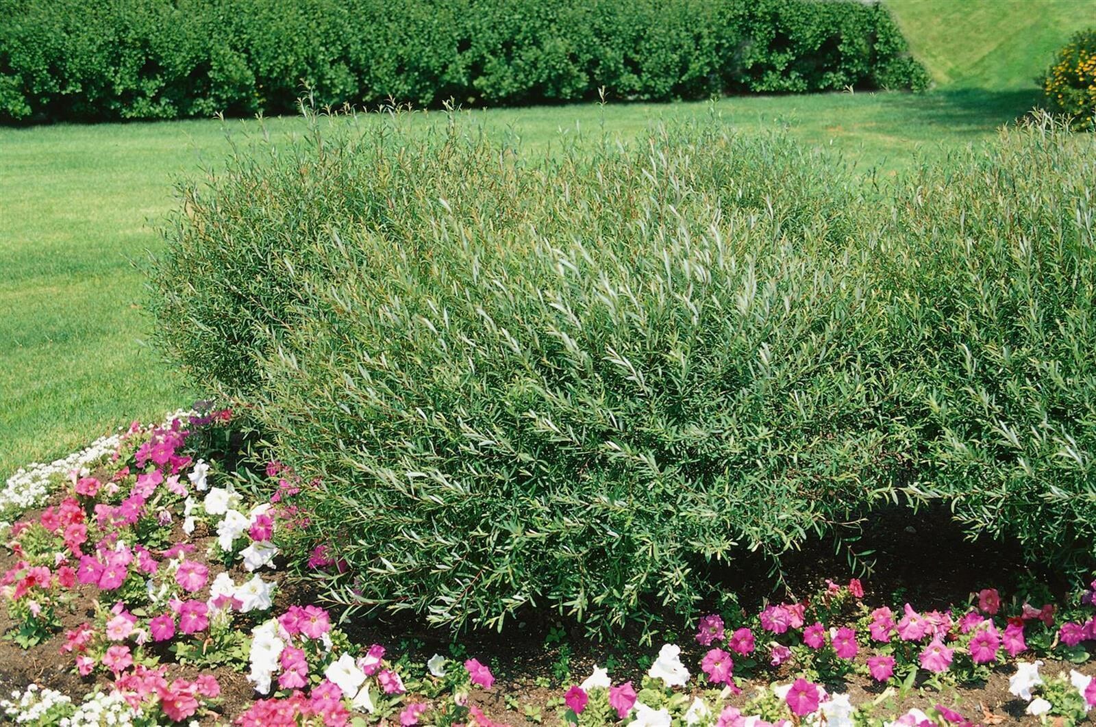 Salix purpurea 'Nana', Purpur-Weide, kompakt, 100&ndash;125 cm 