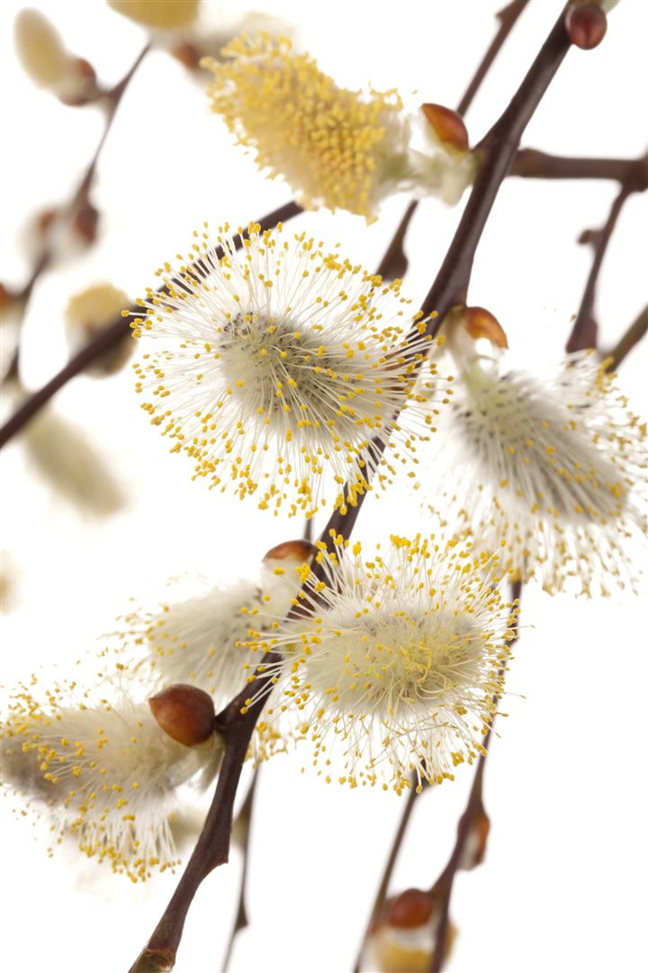 Salix repens 'Iona', Kriechweide, 40 cm Stammh&ouml;he 