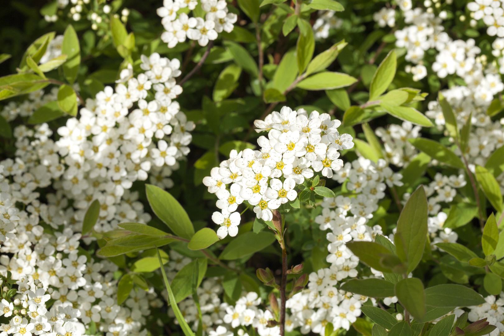 Spiraea cinerea 'Grefsheim', Asch-Spiere, wei&szlig;, 60&ndash;80 cm 