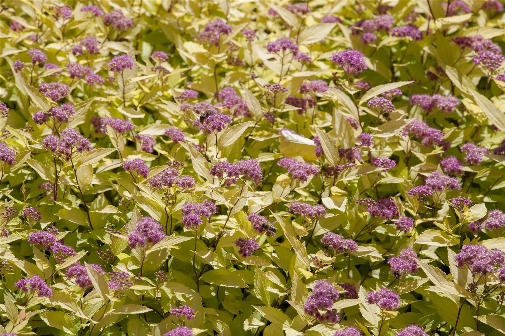 Spiraea japonica 'Golden Princess', Japanische Spiere, goldgelb, 20&ndash;30 cm 