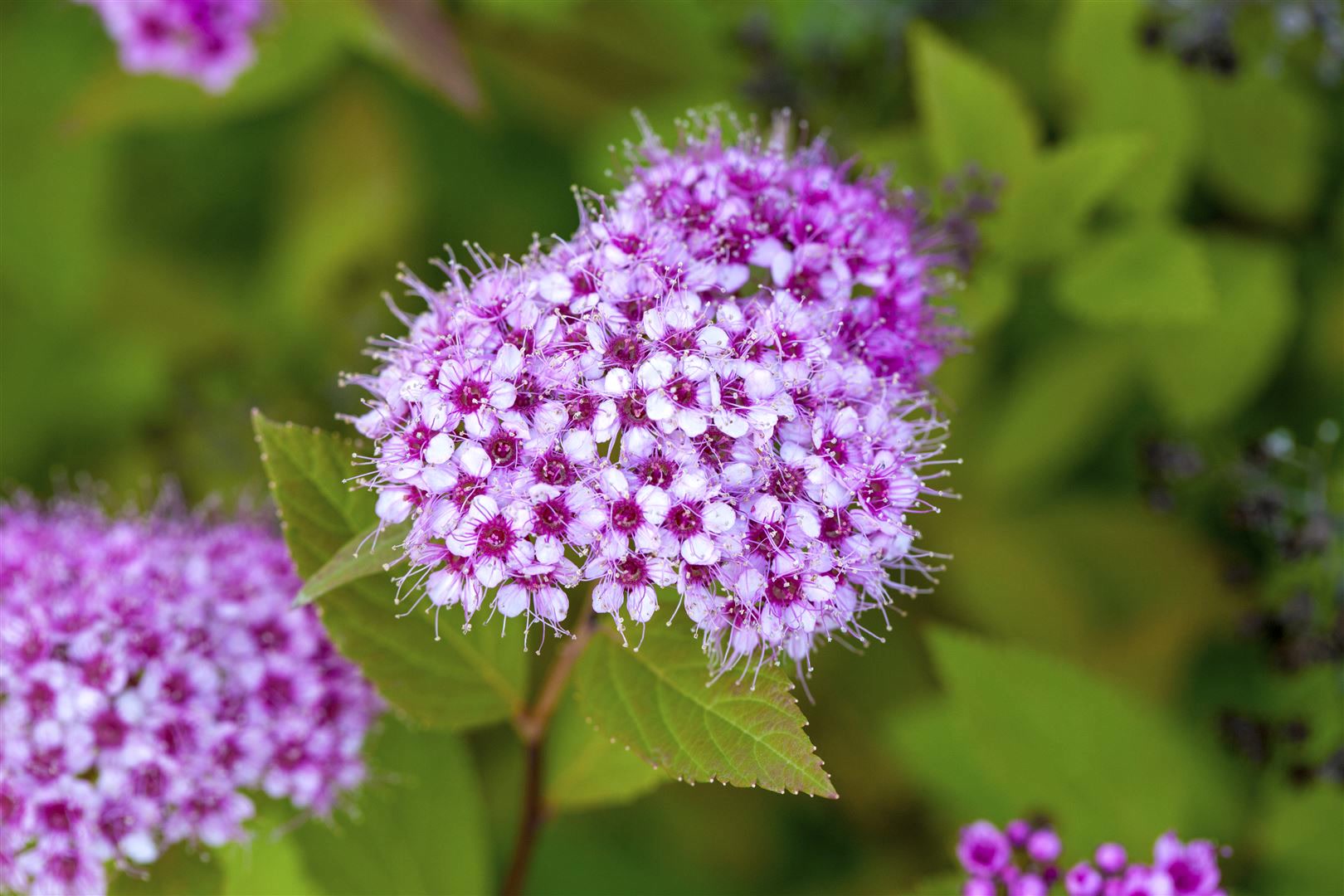 Spiraea japonica 'Froebelii', Rote Sommerspiere, 30&ndash;40 cm 