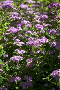 Spiraea japonica 'Little Princess', Zwerg-Spiere, rosa, 10–15 cm 