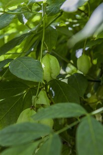 Staphylea pinnata, Pimpernuss, 40–60 cm, dekorative Früchte 