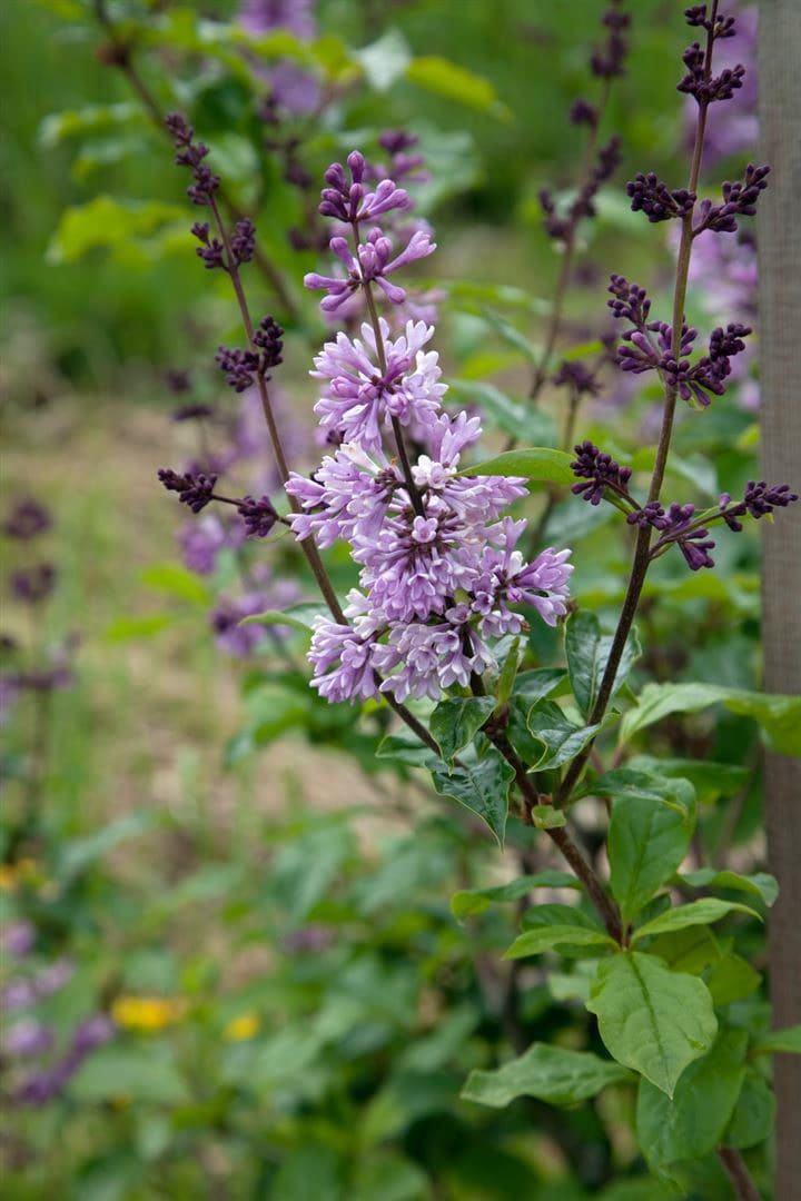 Syringa josikaea, Ungarischer Flieder, 40&ndash;60 cm, duftend 