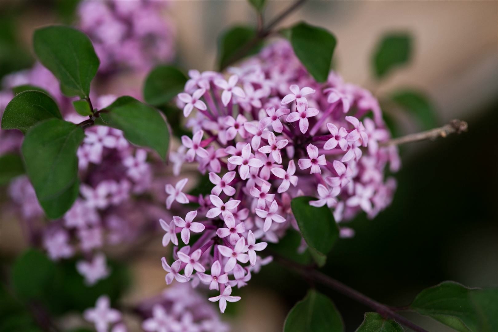 Syringa meyeri 'Josee', Zwergflieder, rosa, 40&ndash;50 cm 