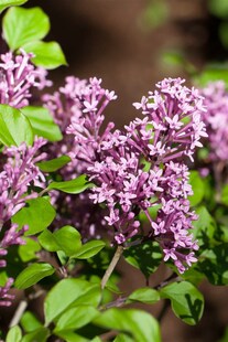 Syringa meyeri 'Palibin', Zwergflieder, lila Blüten, 125 cm Stammhöhe 