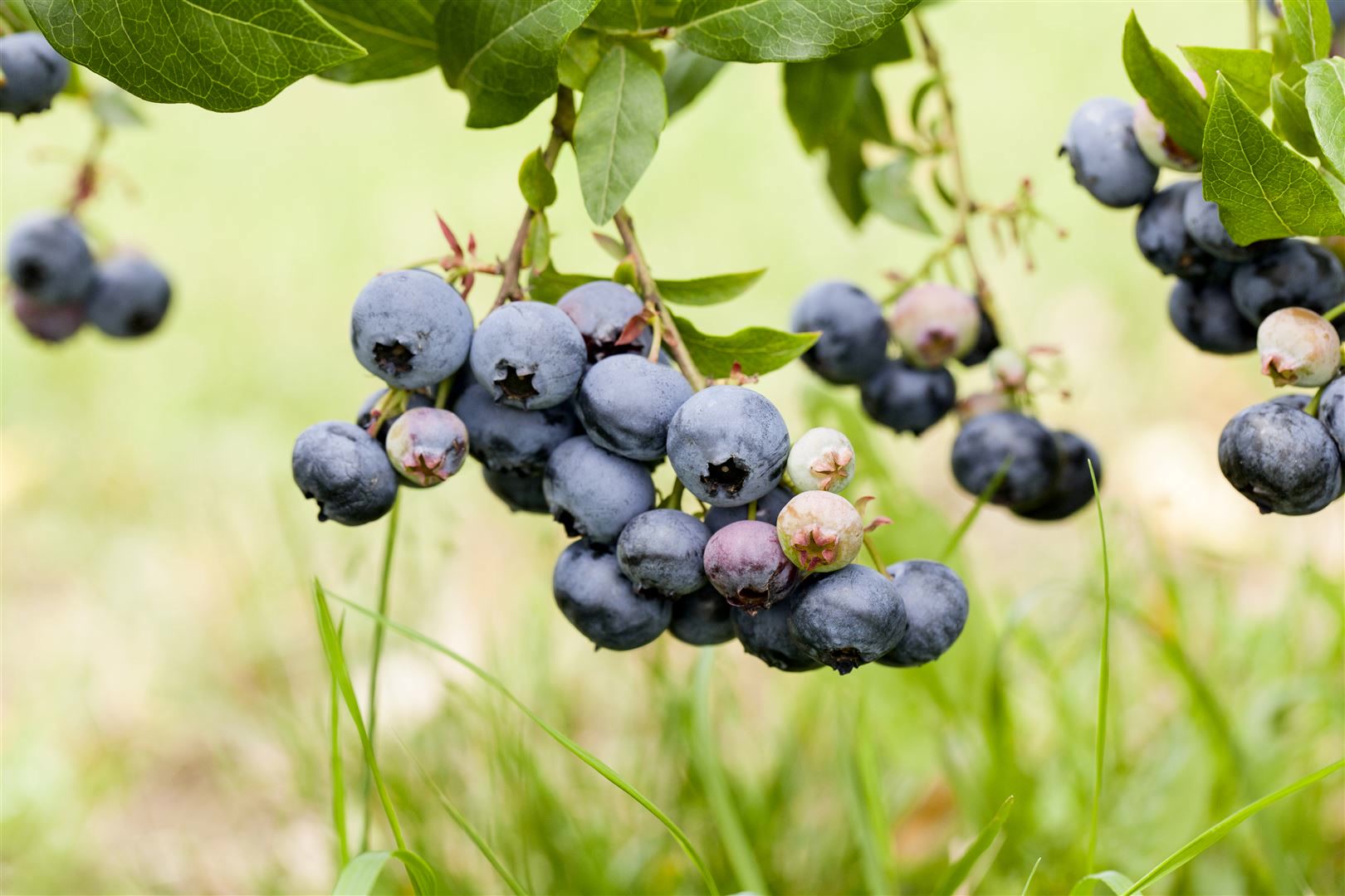 Vaccinium corymbosum 'Duke', Heidelbeere, 40&ndash;50 cm, ertragreich 