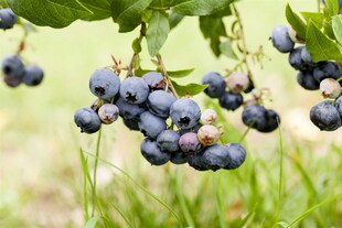 Vaccinium corymbosum 'Duke', Heidelbeere, 40–50 cm, ertragreich 