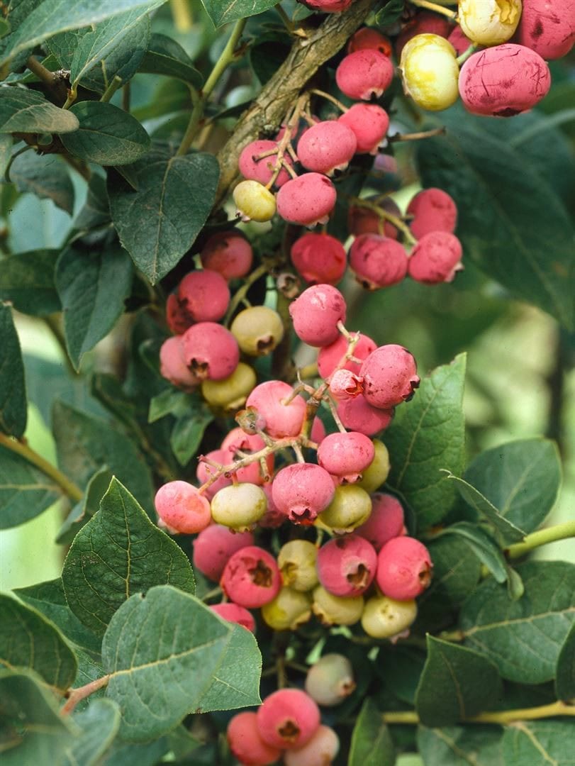 Vaccinium corymbosum 'Pink Lemonade', Heidelbeere, rosa, 40&ndash;50 cm 