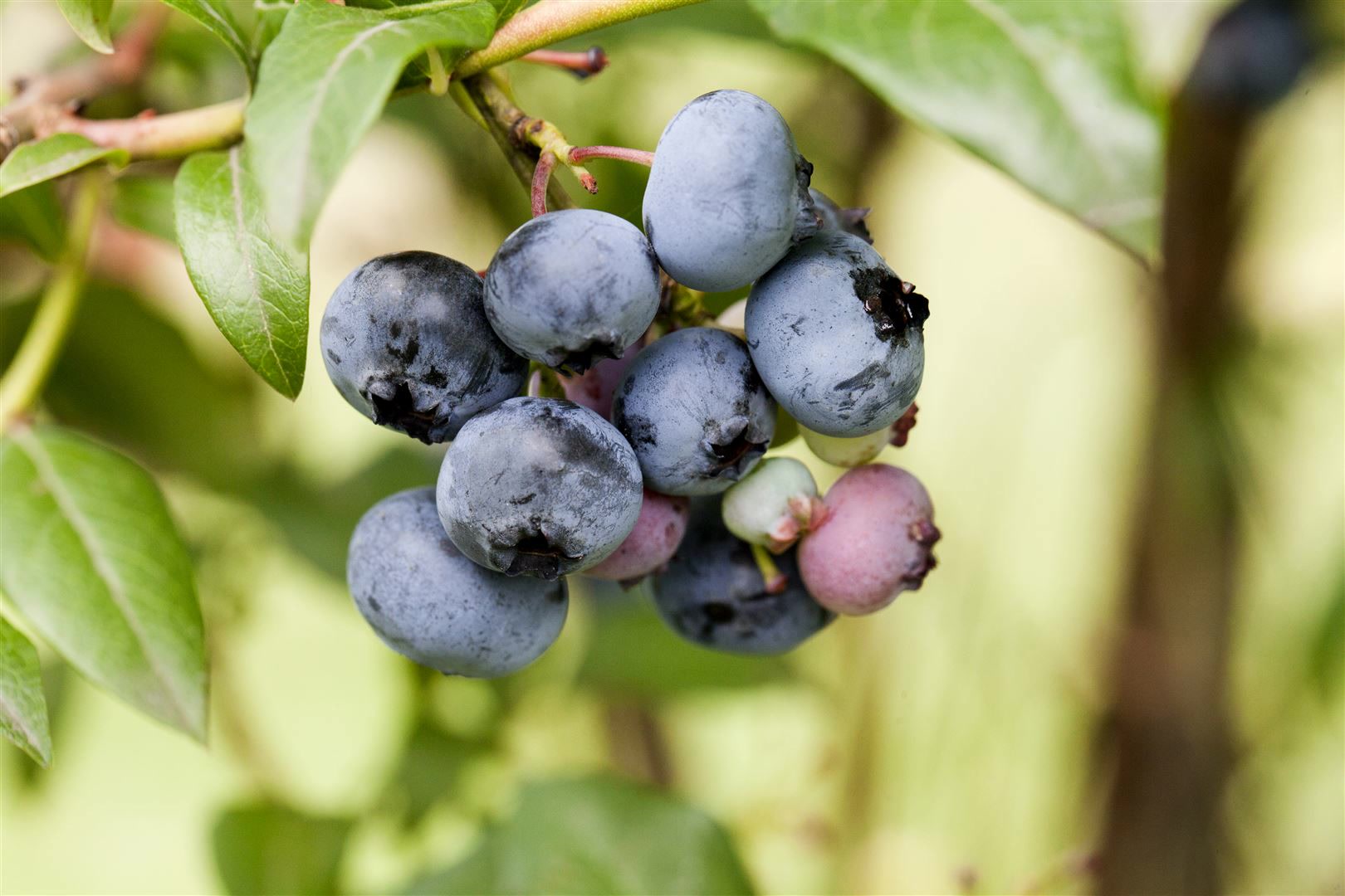 Vaccinium corymbosum 'Sierra', Heidelbeere, 25&ndash;30 cm, ertragreich 