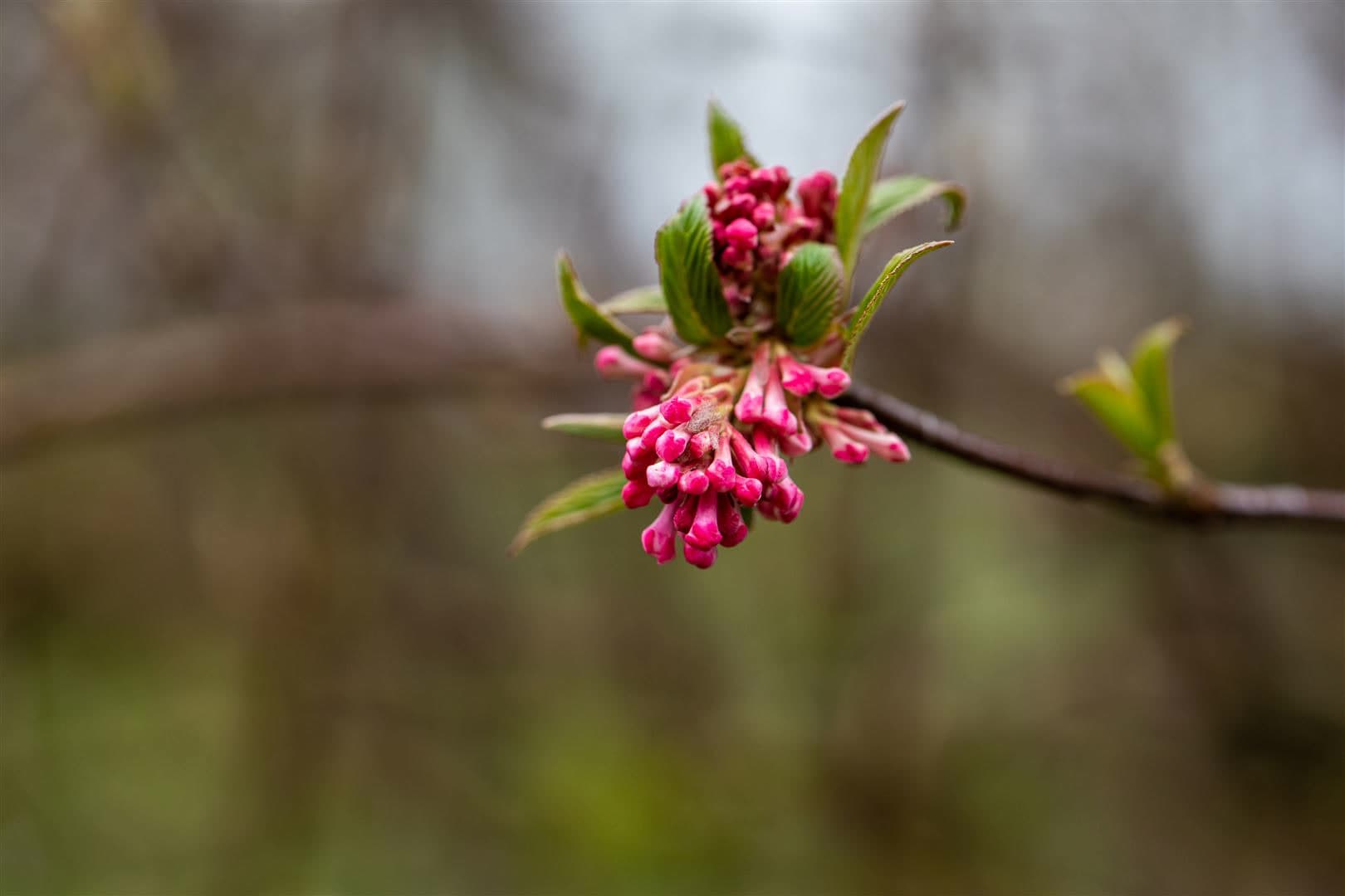 Viburnum bodnantense 'Dawn', Duft-Schneeball, rosa Bl&uuml;ten, 125&ndash;150 cm 