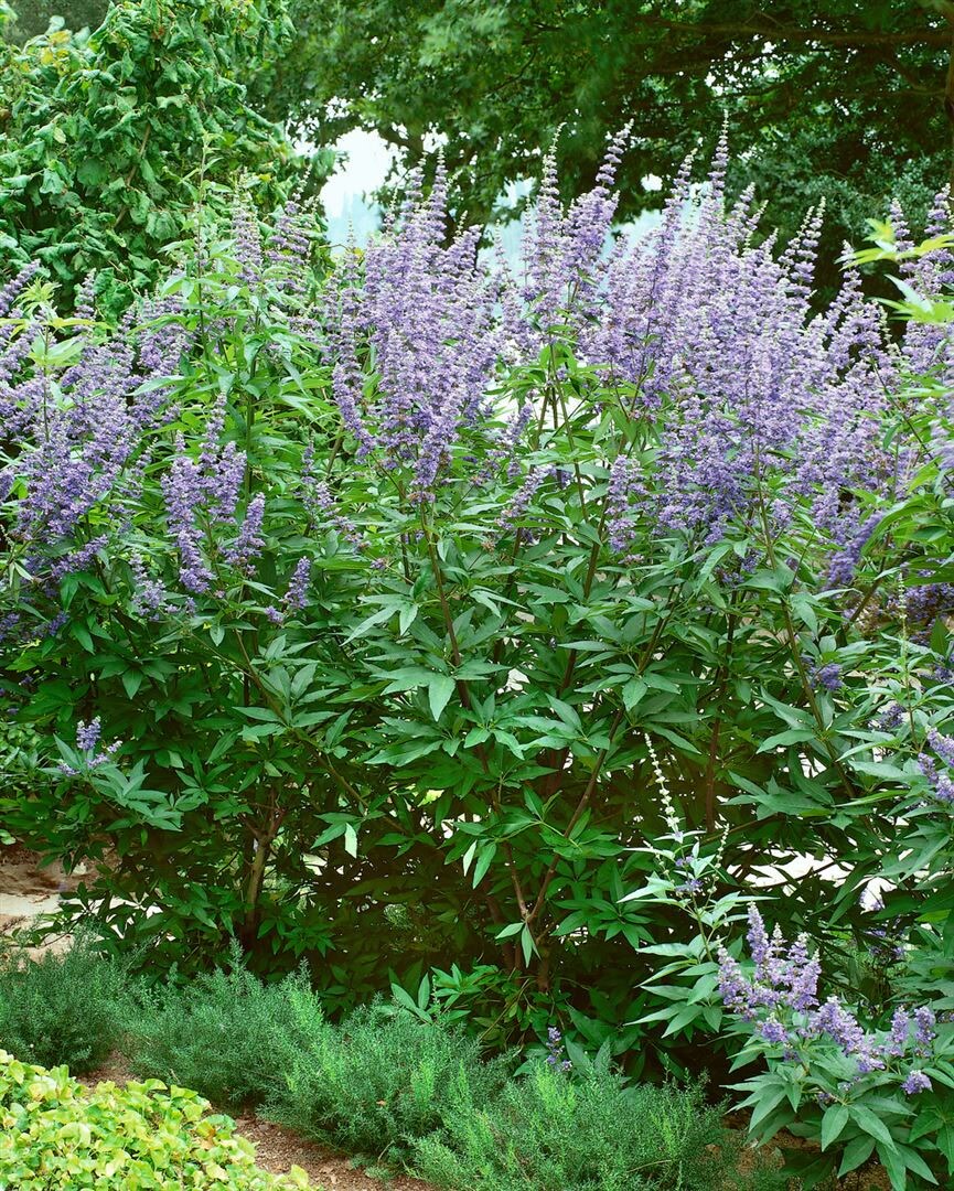 Vitex agnus-castus, M&ouml;nchspfeffer, 40&ndash;60 cm 