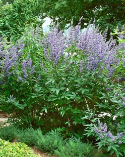 Vitex agnus-castus, Mönchspfeffer, 40–60 cm 