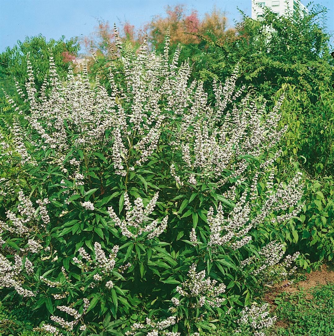 Vitex agnus-castus 'Latifolia Alba', M&ouml;nchspfeffer, wei&szlig;, 40&ndash;60 cm 