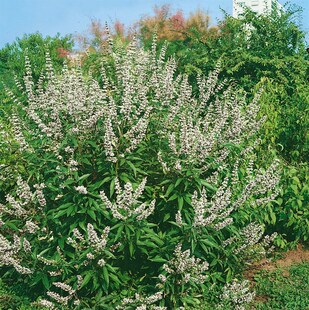 Vitex agnus-castus 'Latifolia Alba', Mönchspfeffer, weiß, 40–60 cm 