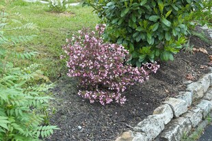 Weigela florida 'Nana Purpurea', Weigelie, purpurrot, 40–60 cm 