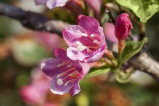 Weigela florida 'Variegata', Weigelie, buntlaubig, 60–100 cm 