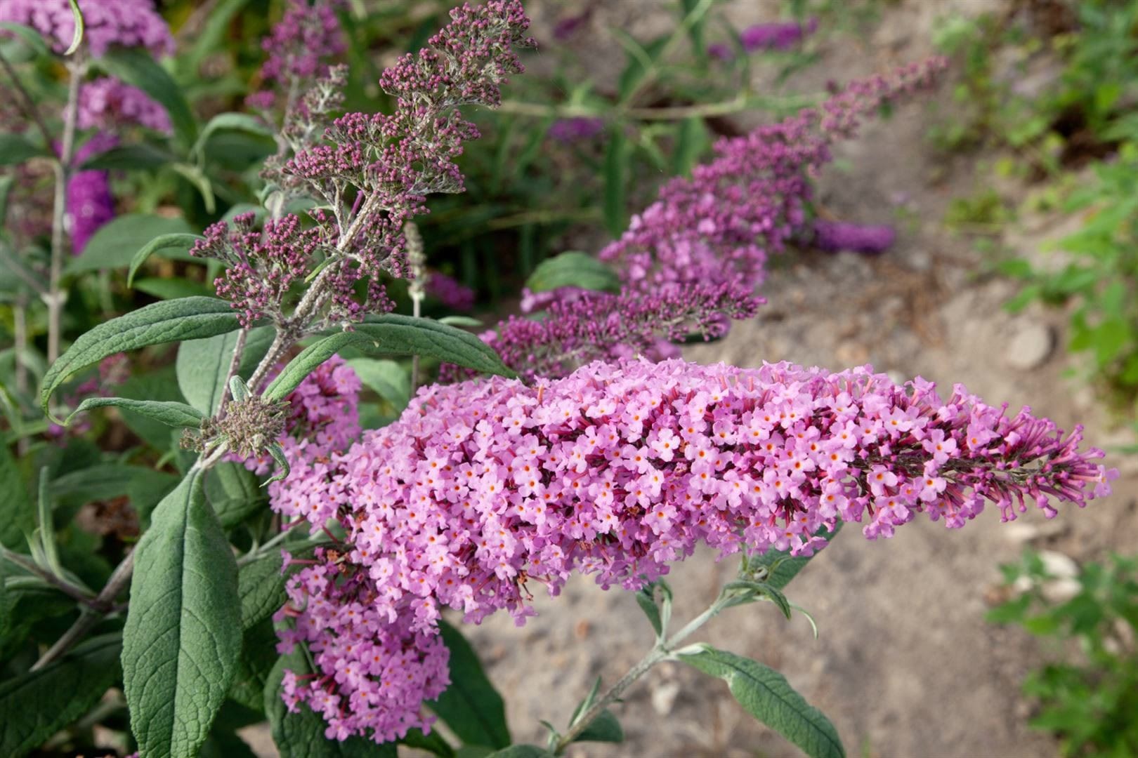 Buddleja davidii 'Nike', Schmetterlingsflieder, 60&ndash;80 cm, violett 