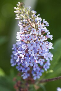 Buddleja davidii 'Sky Blue', Schmetterlingsflieder, hellblau, 40–60 cm 