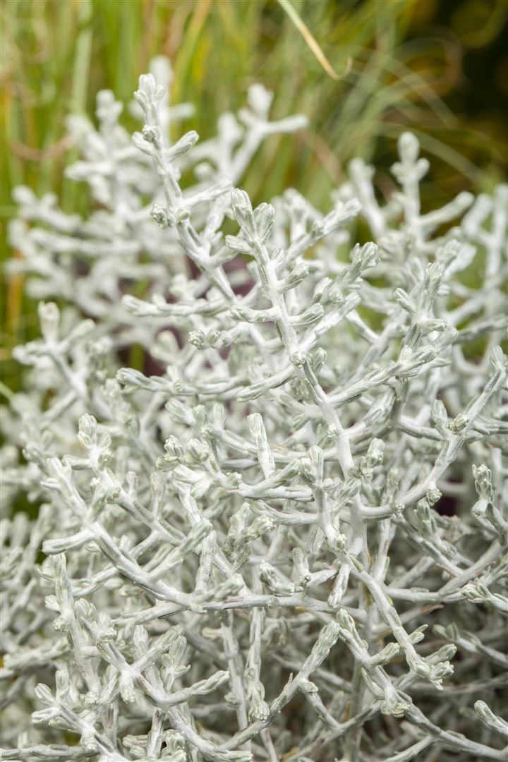 Calocephalus brownii, Silberk&ouml;rbchen, silbrig, 12&ndash;15 cm 