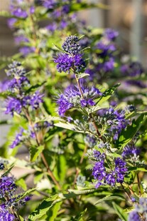 Caryopteris clandonensis 'First Blue', Bartblume, blau, 25–30 cm 