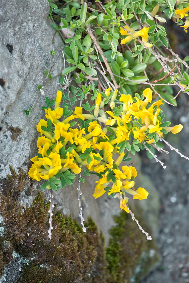 Chamaecytisus ratisbonensis, Regensburger Ginster, gelb, 20&ndash;30 cm 