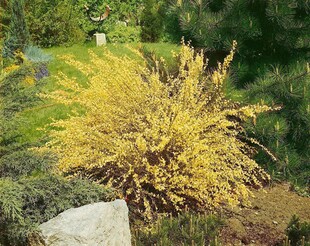 Cytisus praecox 'Warminster', Besenginster, gelb, 60–80 cm 
