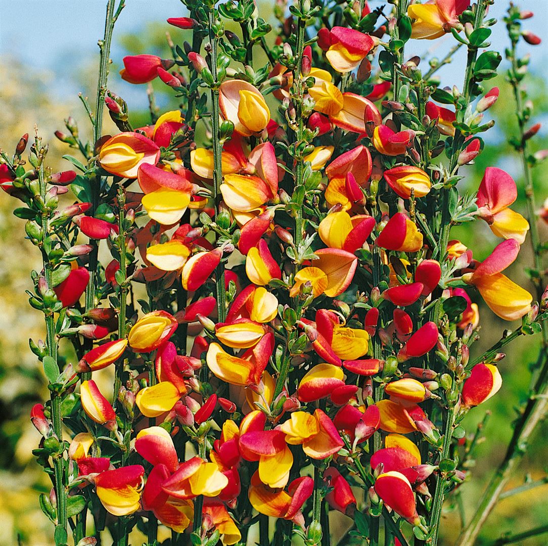 Cytisus scoparius 'Erlk&ouml;nig', Besenginster, gelb-rot, 60&ndash;80 cm 