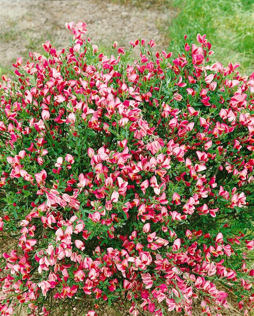 Cytisus scoparius 'Eva', Besenginster, gelb, 60&ndash;80 cm 