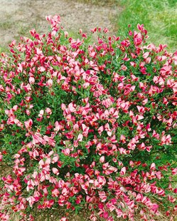Cytisus scoparius 'Eva', Besenginster, gelb, 60–80 cm 