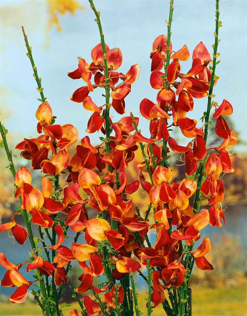Cytisus scoparius 'Fulgens', Besenginster, leuchtend rot, 60&ndash;80 cm 