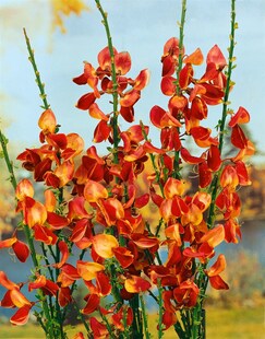 Cytisus scoparius 'Fulgens', Besenginster, leuchtend rot, 60–80 cm 