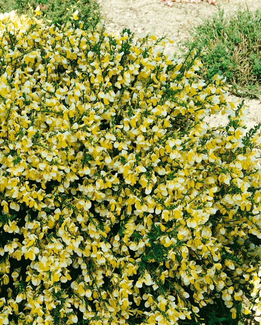Cytisus scoparius 'Golden Cascade', Besenginster, goldgelb, 60&ndash;80 cm 
