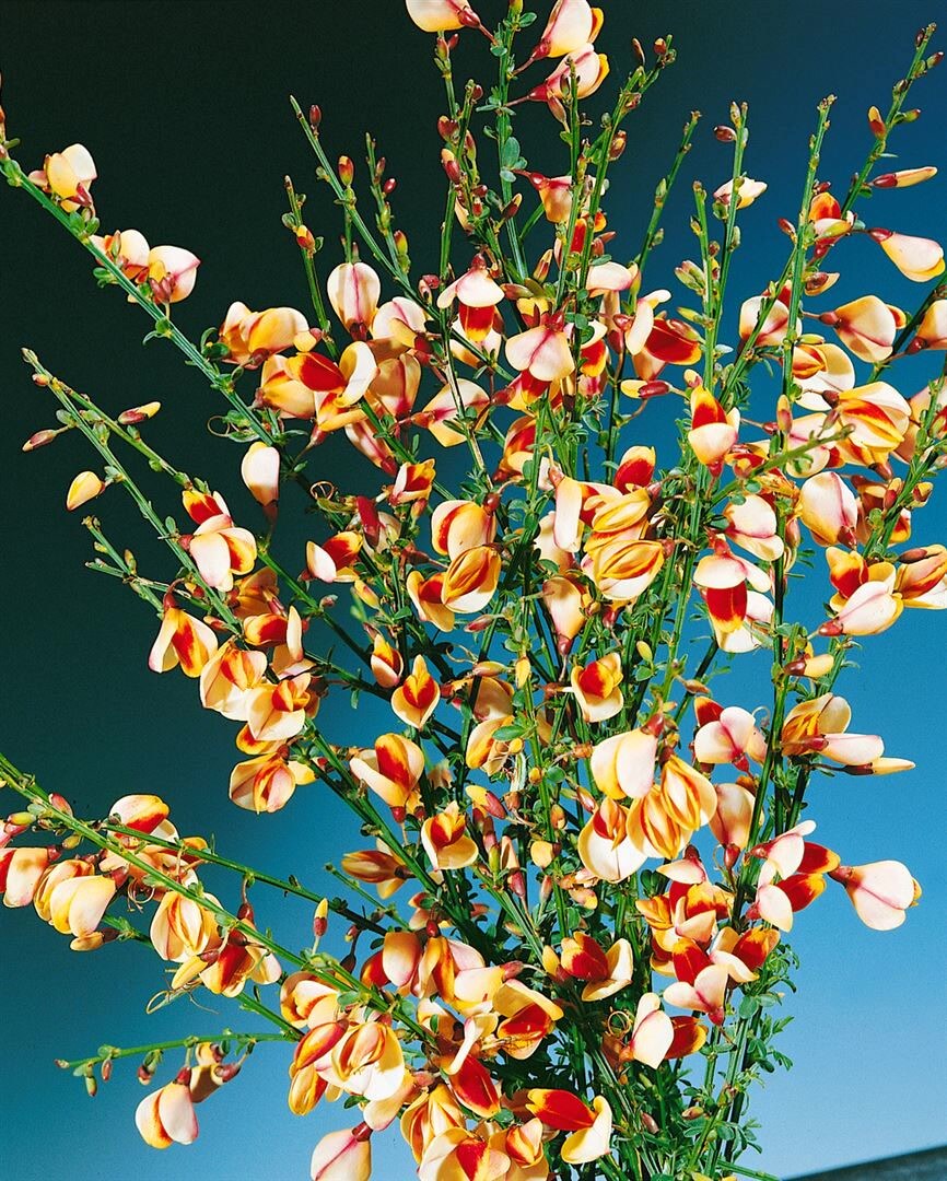 Cytisus scoparius 'Liza', Besenginster, gelb-rot, 60&ndash;80 cm 