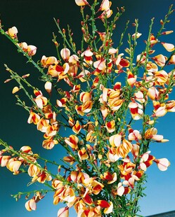 Cytisus scoparius 'Liza', Besenginster, gelb-rot, 60–80 cm 