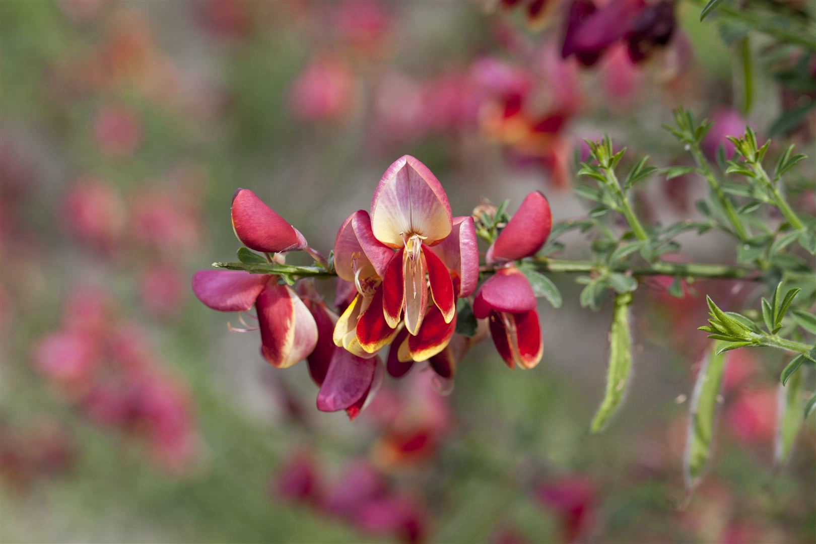 Cytisus scoparius 'Red Wings', Besenginster, rot, 60&ndash;80 cm 
