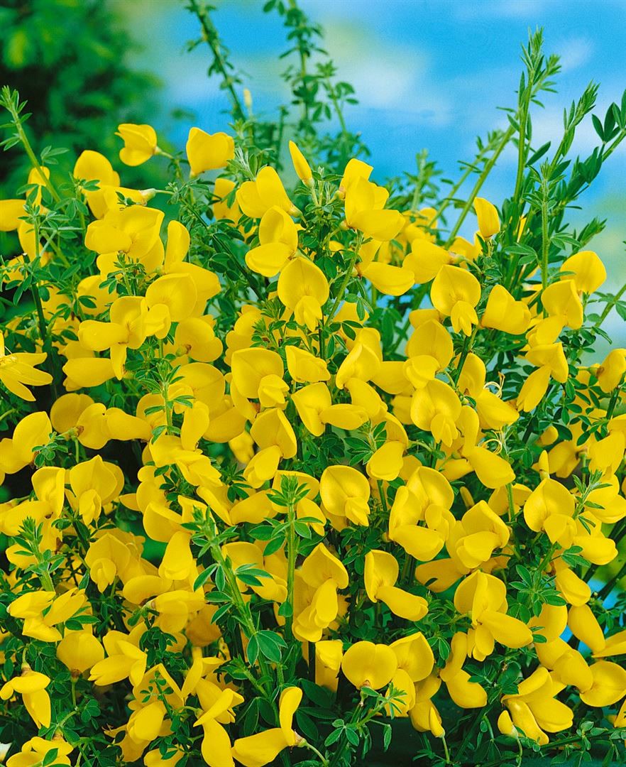 Cytisus scoparius 'Vanesse', Besenginster, rosa Bl&uuml;ten, 60&ndash;80 cm 
