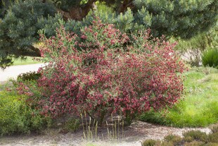 Cytisus scoparius 'Windlesham Ruby', Besenginster, rubinrot, 60–80 cm 