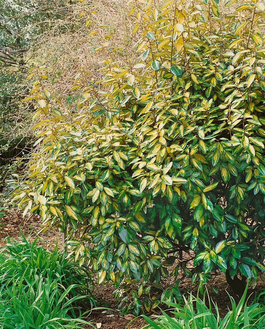 Elaeagnus ebbingei 'Limelight', silberbunt, 20&ndash;30 cm 