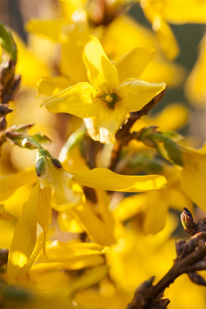 Forsythia intermedia 'Mikador', Forsythie, gelb, 40&ndash;60 cm 