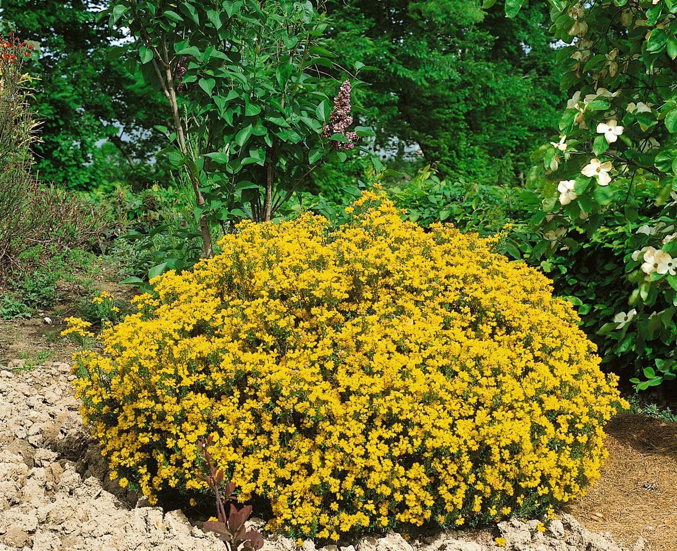 Genista hispanica, Spanischer Ginster, gelb, 20-30 cm