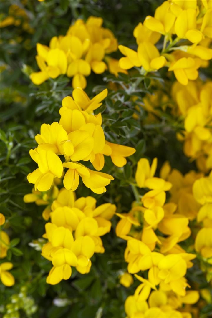 Genista 'Porlock', Ginster, gelb, 20&ndash;30 cm 