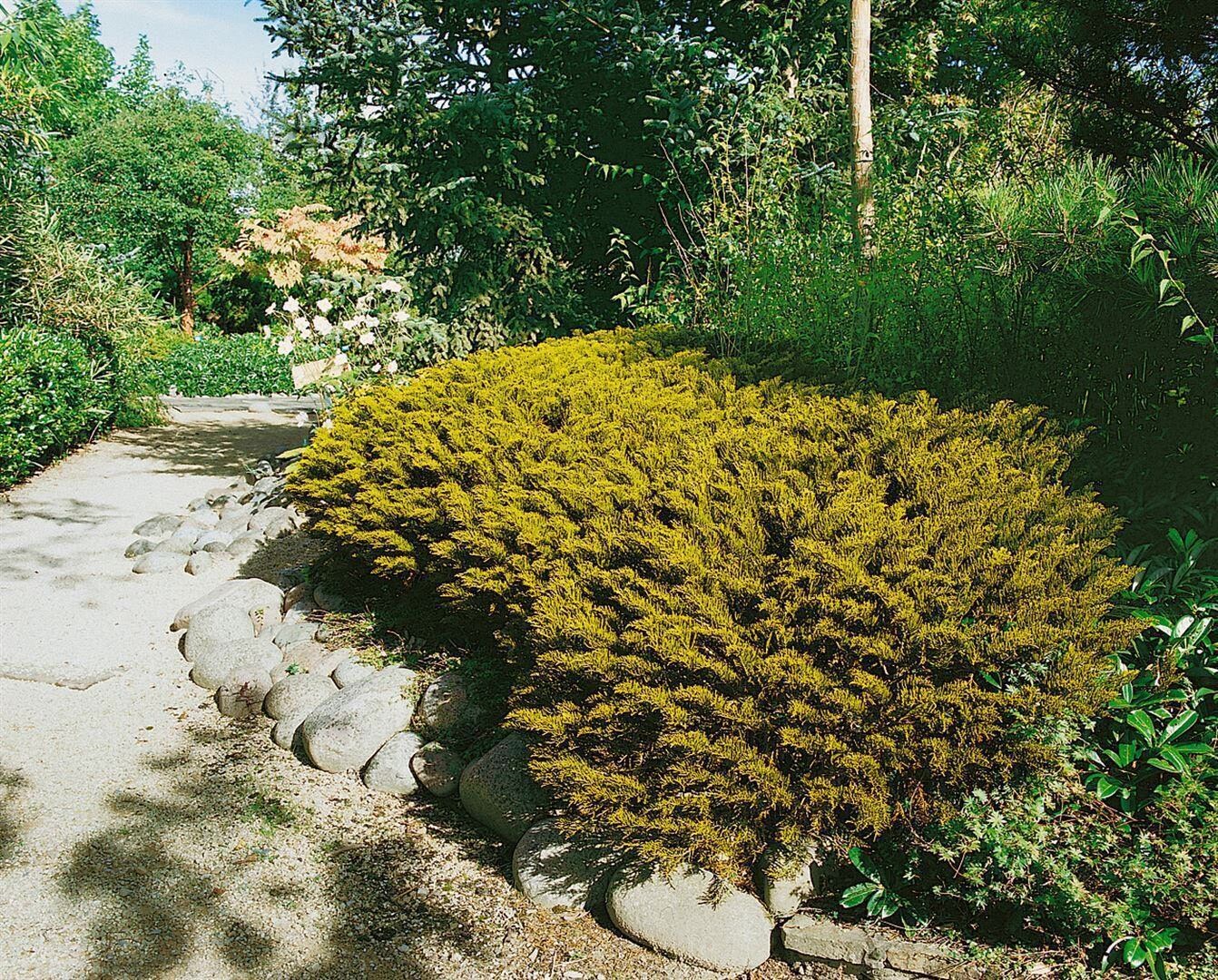 Hebe ochracea 'James Stirling', goldgr&uuml;n, ca. 11x11 cm Topf 