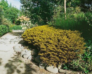 Hebe ochracea 'James Stirling', goldgrün, ca. 11x11 cm Topf 
