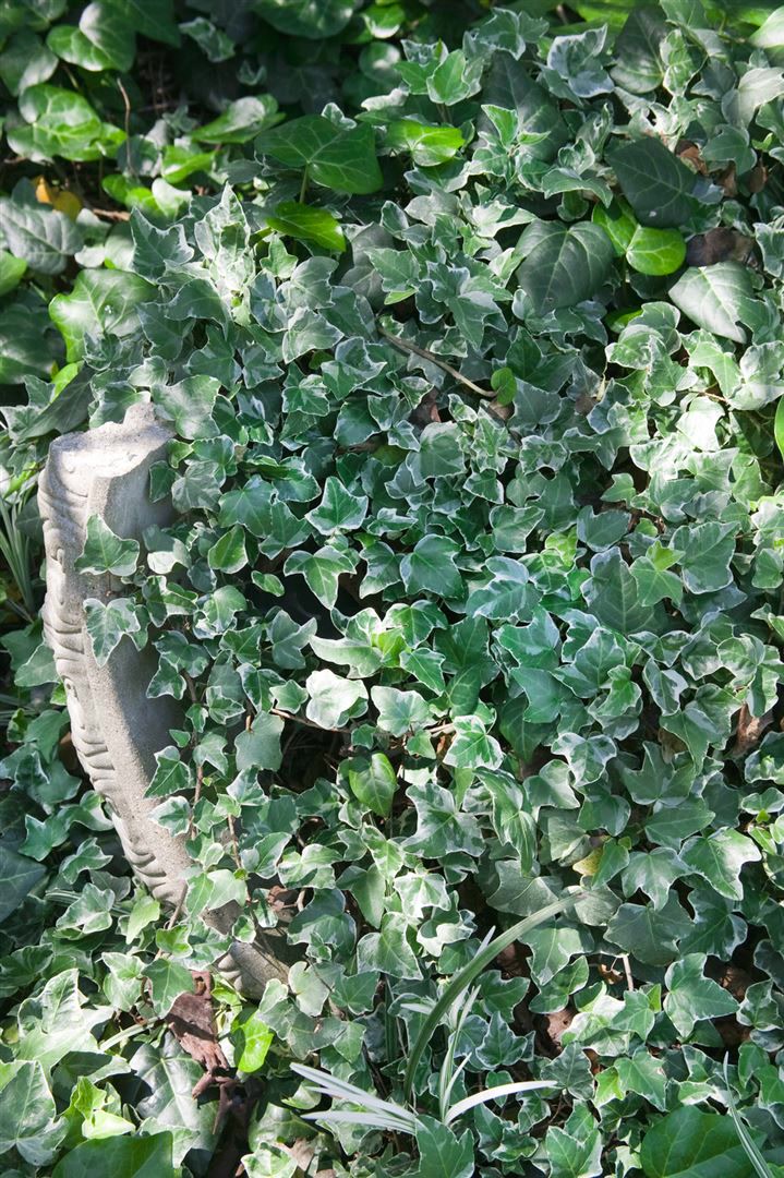 Hedera helix 'Glacier', Efeu, gr&uuml;n-wei&szlig;, ca. 9x9 cm Topf 