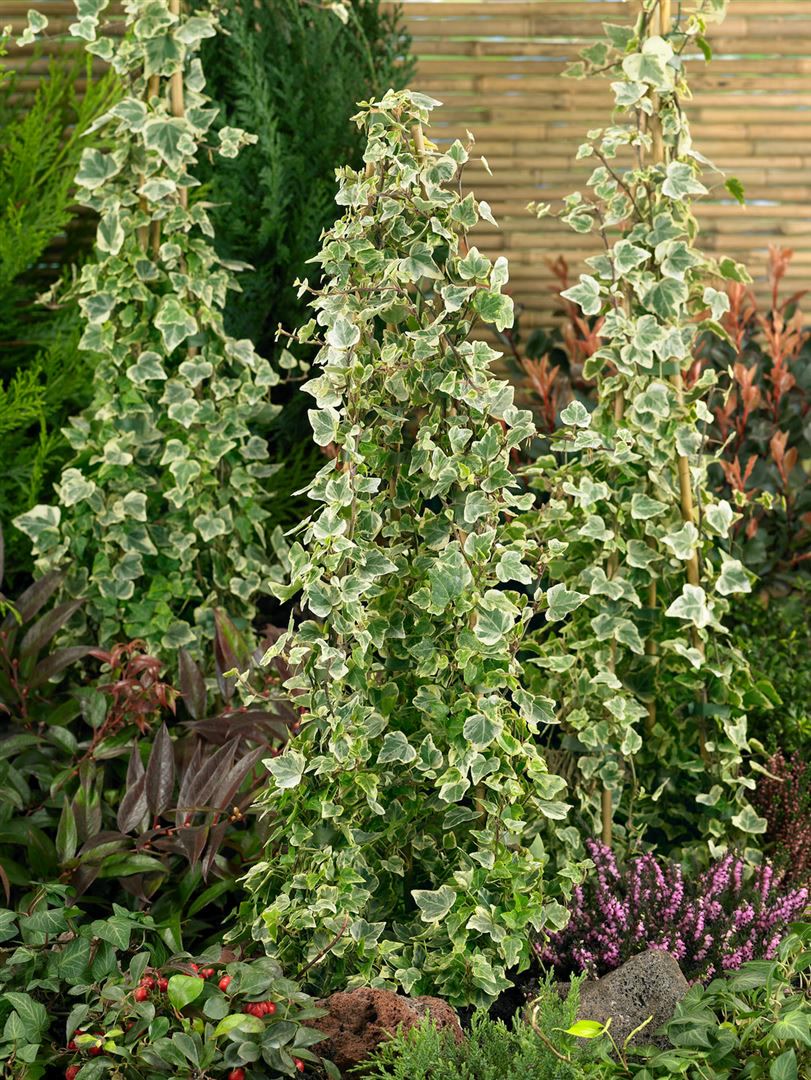 Hedera helix 'White Ripple', Efeu, gr&uuml;n-wei&szlig;, ca. 9x9 cm Topf 