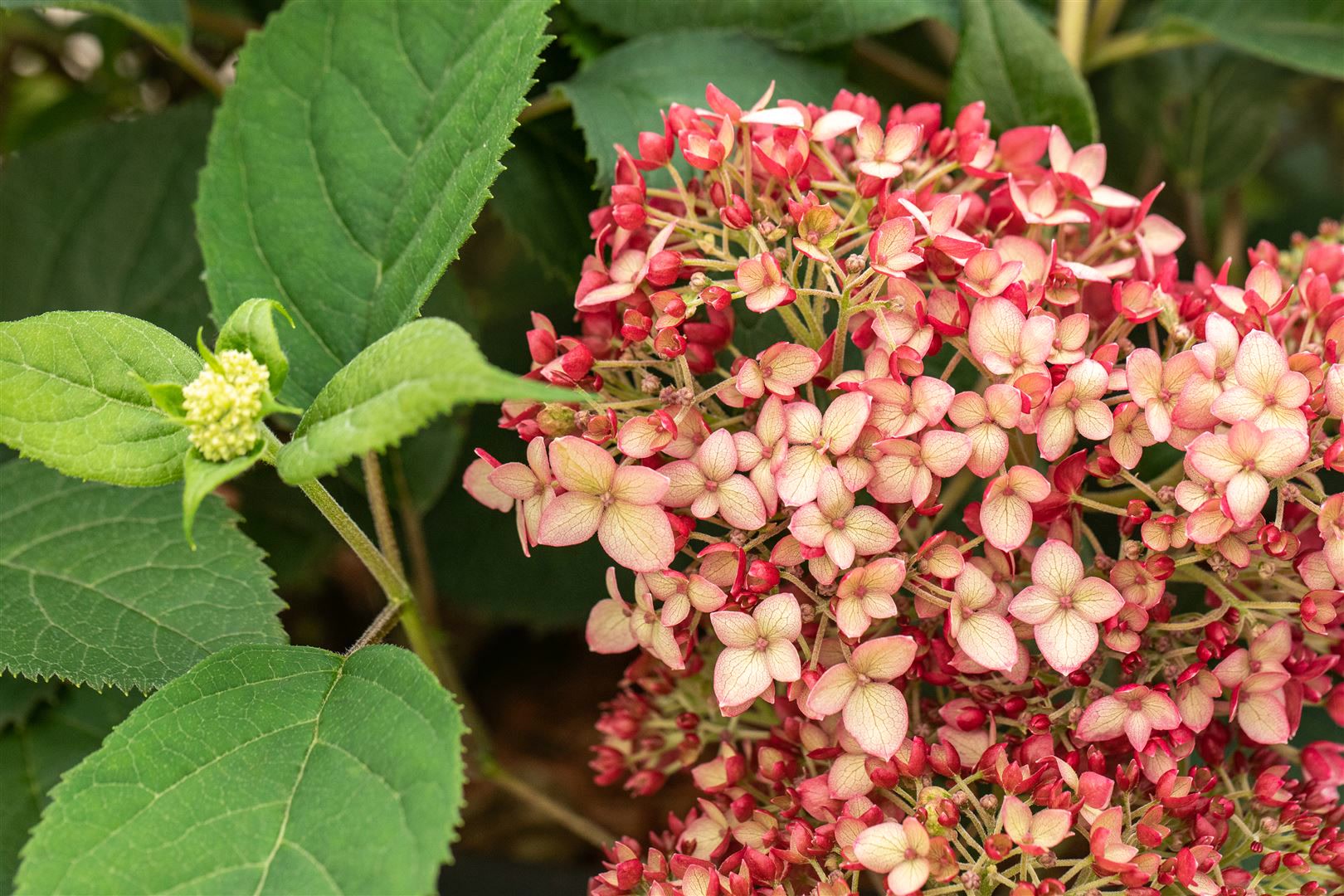 Hydrangea arborescens 'Ruby Annabelle', Hortensie, rubinrot, 40&ndash;60 cm 