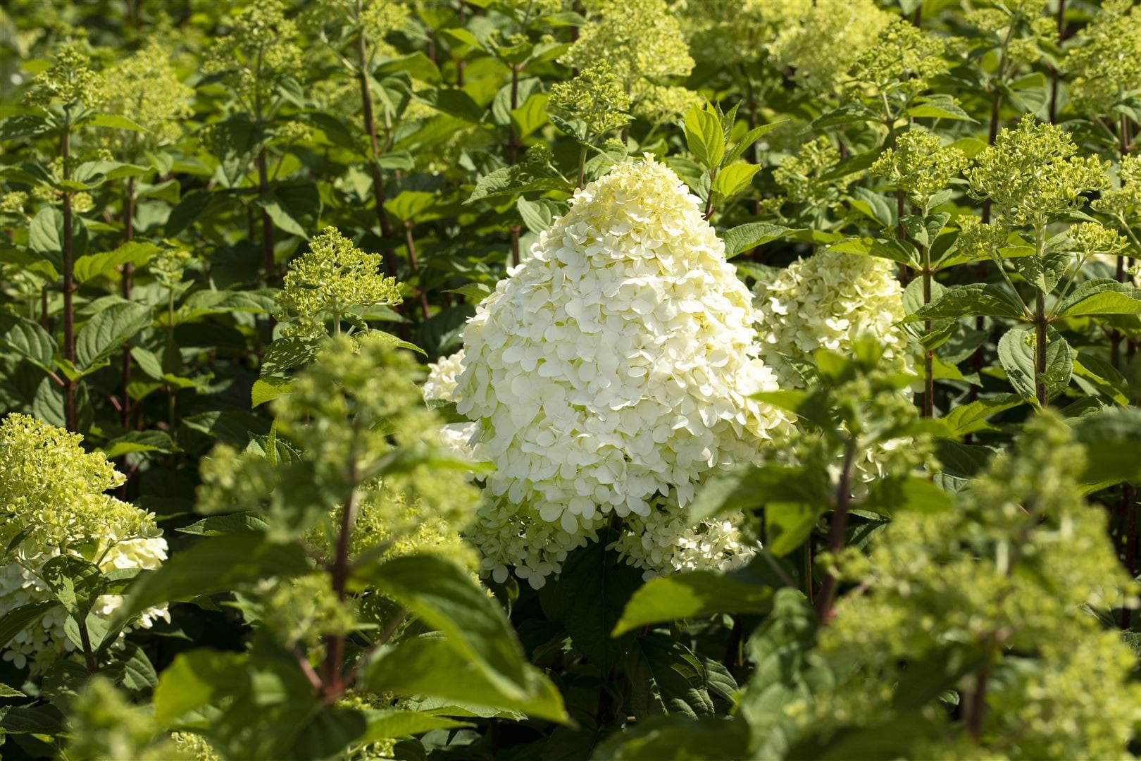 Hydrangea paniculata 'Hercules', Rispenhortensie, wei&szlig;, 40&ndash;60 cm 
